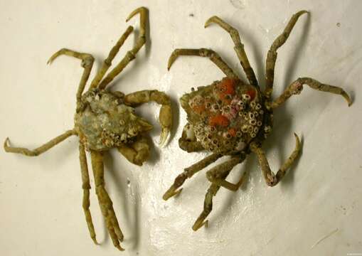 Image of Great spider crab