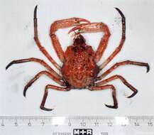 Image of Arctic lyre crab