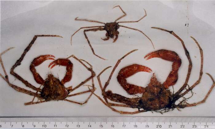 Image of Scorpion spider crab