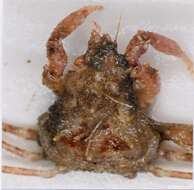 Image of Scorpion spider crab