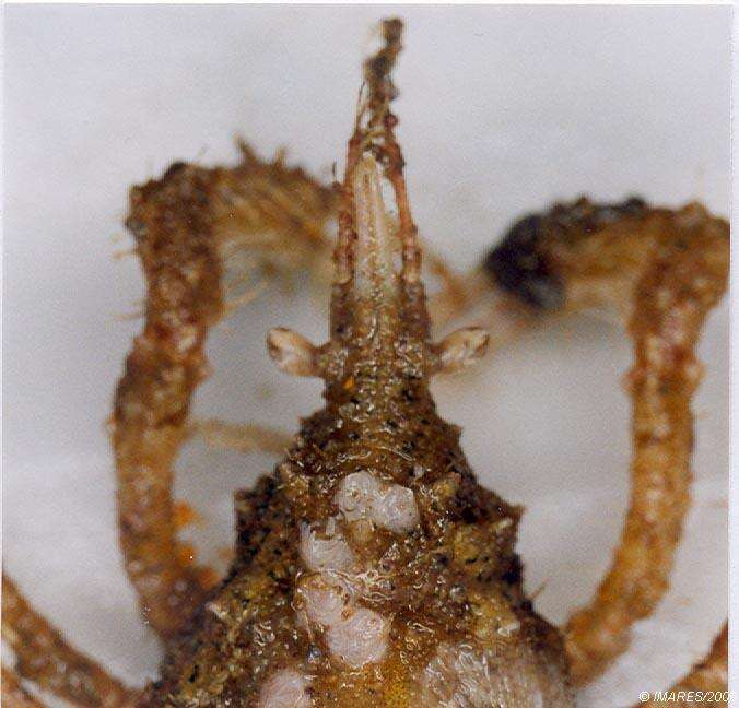 Image of slender spider crab