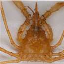 Image of slender spider crab