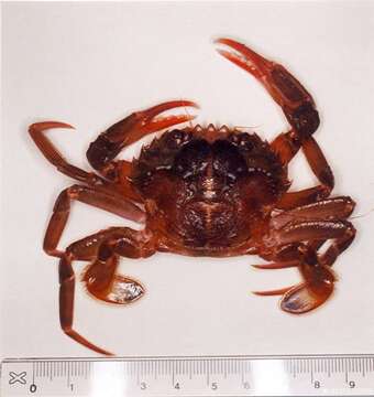 Image of blue-leg swimcrab