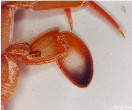 Image of blue-leg swimcrab