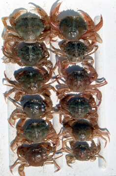 Image of common swimming crab