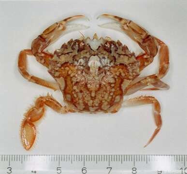 Image of marbled swimming crab