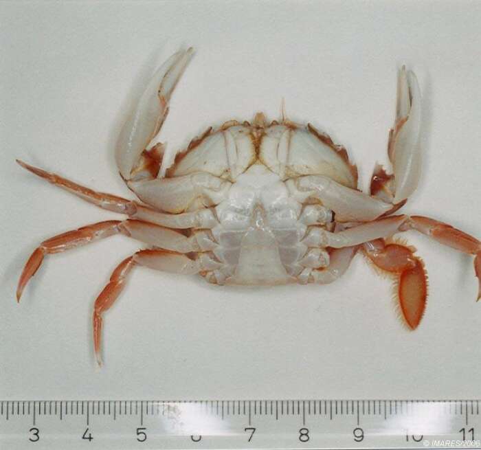 Image of marbled swimming crab