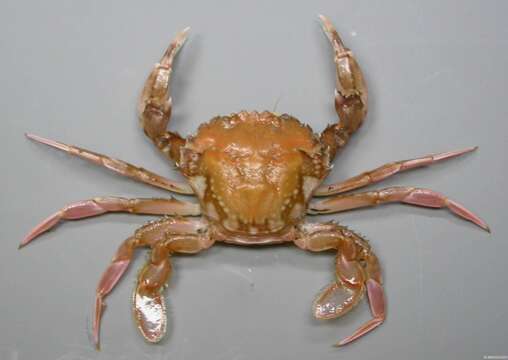 Image of marbled swimming crab