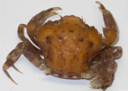 Image of dwarf swimming crab