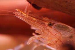 Image of estuarine prawn