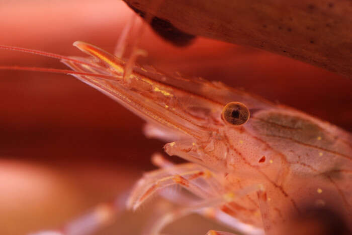 Image of estuarine prawn