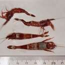 Image of Spiny shrimp