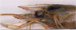Image of Baltic prawn