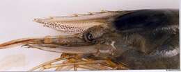 Image of Baltic prawn