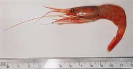 Image of northern prawn