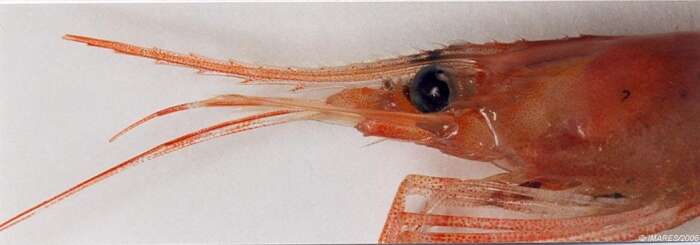 Image of northern prawn