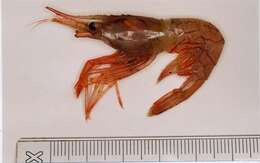 Image of Aesop shrimp