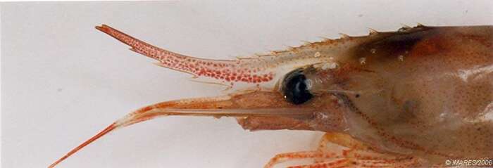 Image of Aesop shrimp