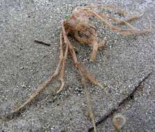 Image of long legged spider crab