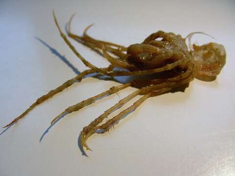 Image of long legged spider crab