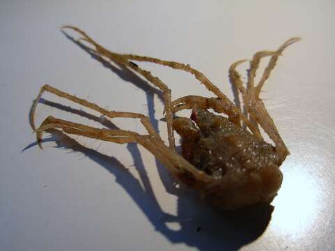 Image of long legged spider crab