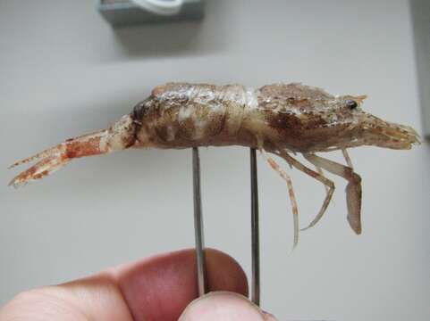 Image of Sars shrimp