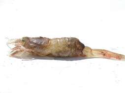 Image of sevenline shrimp