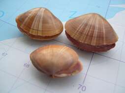 Image of rayed trough clam