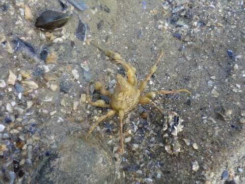 Image of long legged spider crab