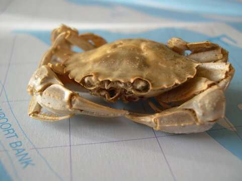 Image of common swimming crab