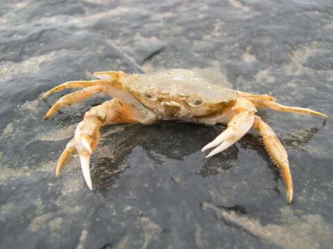 Image of common swimming crab