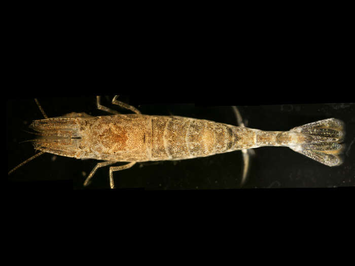 Image of Common shrimp