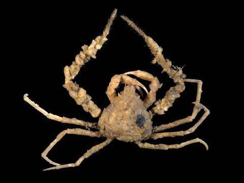 Image of Scorpion spider crab