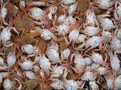 Image of blue-leg swimcrab