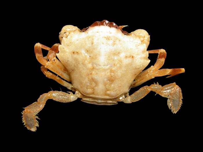 Image of dwarf swimming crab