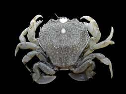 Image of Pennant's swimming crab