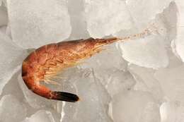 Image of Common shrimp