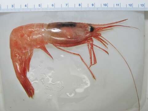 Image of northern prawn