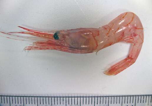 Image of Aesop shrimp