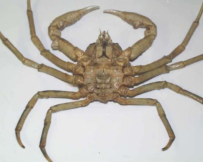 Image of Great spider crab