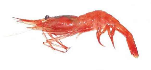 Image of northern prawn