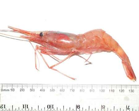 Image of northern prawn