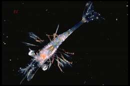 Image of northern prawn