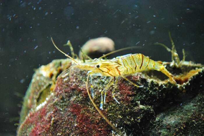 Image of Rockpool shrimp