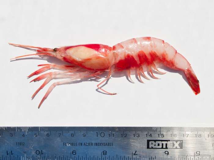 Image of Crimson glass shrimp