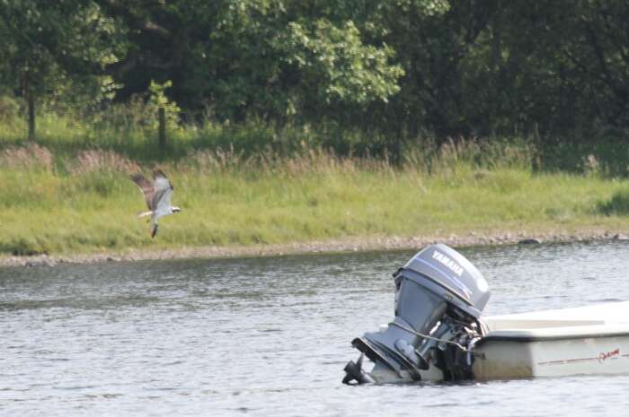 Image of ospreys