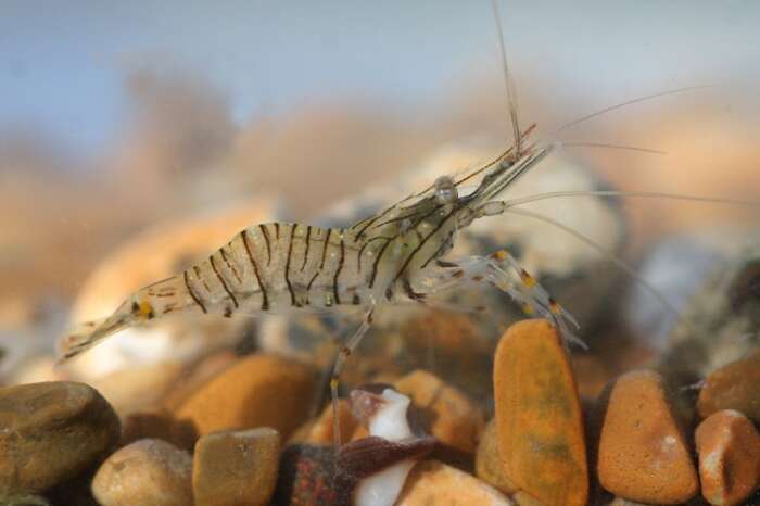 Image of Common prawn