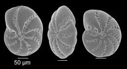 Image of Cribroelphidium excavatum (Terquem 1875)