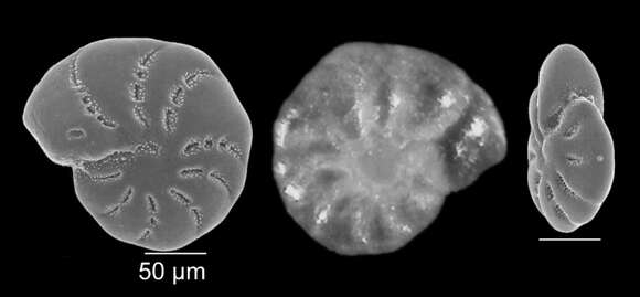 Слика од Cribroelphidium gerthi (van Voorthuysen 1957)