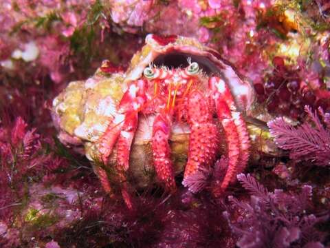 Image of Mediterranean hermit crab